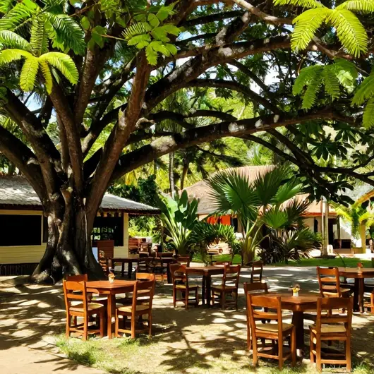 Descubra o Bosque Bar